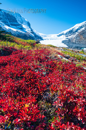 Columbia Icefields fall  (17 of 122)