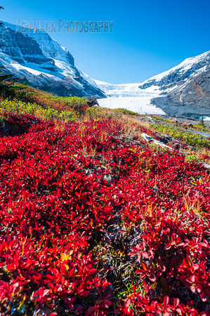 Columbia Icefields fall  (18 of 122)