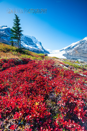 Columbia Icefields fall  (23 of 122)