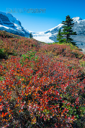 Columbia Icefields fall  (34 of 122)