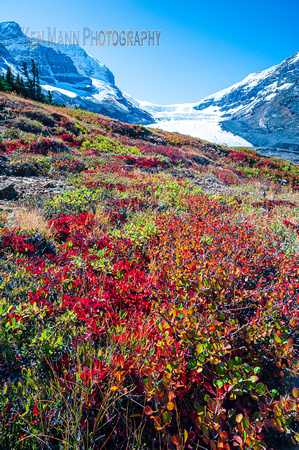Columbia Icefields fall  (62 of 122)