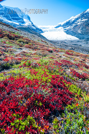 Columbia Icefields fall  (82 of 122)