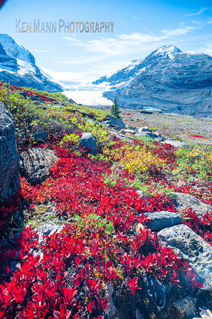 Columbia Icefields fall  (120 of 122)