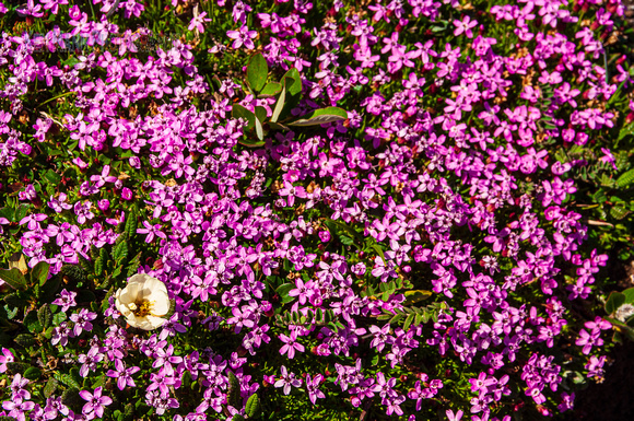 Healy Herbert wildflowers 200707260098